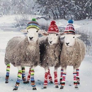 Meet your Posher, Lan